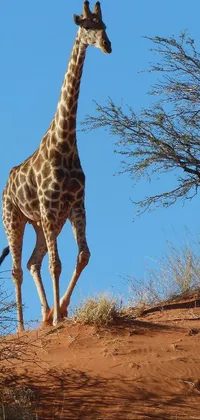 This stunning phone live wallpaper showcases the beauty of a giraffe in a desert landscape