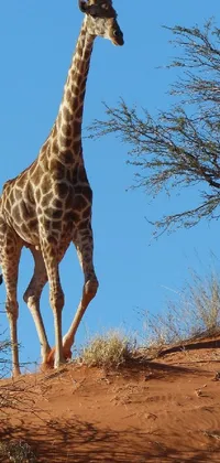 Giraffe Sky Head Live Wallpaper