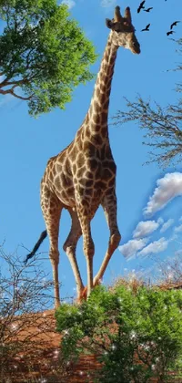 Giraffe Sky Plant Live Wallpaper