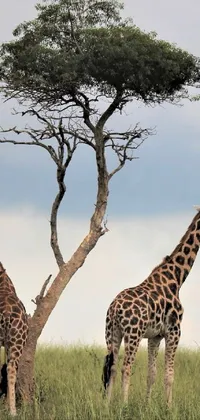 This live phone wallpaper features a pair of acrobatic giraffes standing beside a tree in the green hill savanna