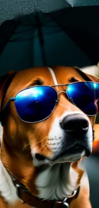 Glasses Dog Vision Care Live Wallpaper