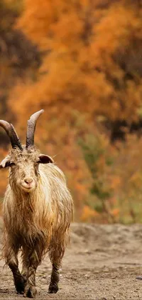 Goat Goat-antelope Horn Live Wallpaper
