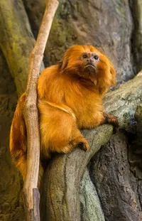 Golden Lion Tamarin Primate Organism Live Wallpaper