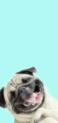 Gory Animal Dog Live Wallpaper
