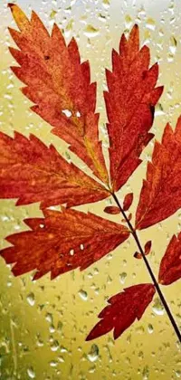 Gory Autumn Fall Live Wallpaper