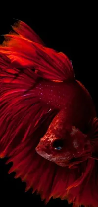 Gory Red Animal Live Wallpaper