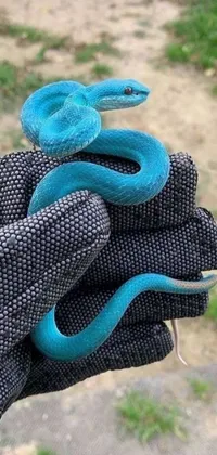 This live wallpaper for phone showcases a stunning close-up of a gloved hand holding a colorful snake