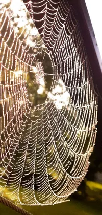 Grass Arthropod Spider Web Live Wallpaper