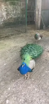 This phone live wallpaper depicts a male and female peacock standing amidst a dirt background