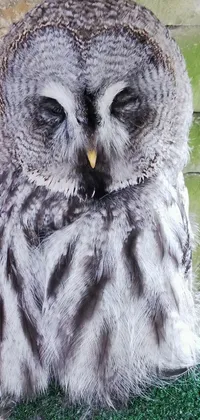 This stunning phone live wallpaper features a large brown owl sitting on a piece of wood placed in front of a blurred forest landscape
