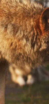 This stunning phone live wallpaper features a majestic brown wolf standing on a lush green field