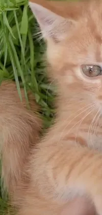 This realistic phone live wallpaper depicts a cute ginger cat relaxing in the grassy fields