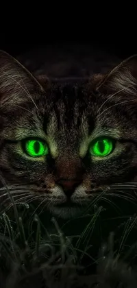 This stunning live wallpaper features a digitally rendered image of a mysterious cat with vibrant green eyes