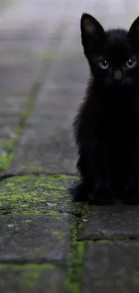 This captivating live wallpaper boasts a black kitten perched on a brick walkway in front of a purist, dark background with a gripping combination of green and black