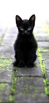 This phone live wallpaper features a black kitten sitting on a brick walkway