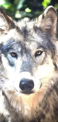 This phone live wallpaper features a striking image of a majestic wolf staring directly at the camera