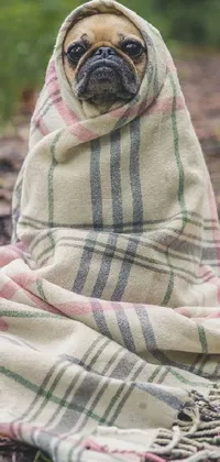 This phone live wallpaper shows a pug dog wrapped in a blanket, sitting in the rain amidst the forest
