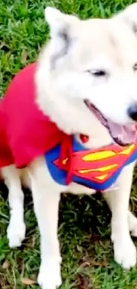 This phone live wallpaper showcases a cute dog dressed as Superman, sitting in a lush green grassy field