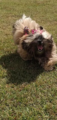 This live wallpaper for phones features a small shih tzu dog running across a lush green field, giving off a happy expression with a wagging tongue and a colorful collar