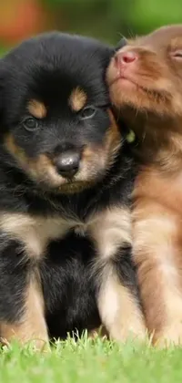 This phone live wallpaper features two puppies sitting on a lush green field