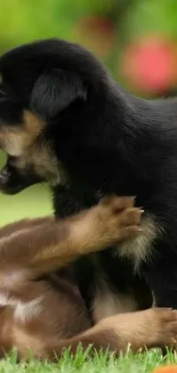 This phone live wallpaper showcases two adorable dogs frolicking in a lush green field while a playful monkey swings by