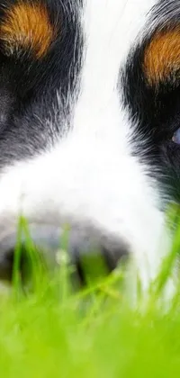 This phone live wallpaper showcases a stunning close-up shot of a border collie dog relaxing in a green grassy field from a low angle