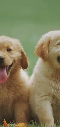 This live wallpaper features two dogs on a lush green field, with animated movement and occasional barking