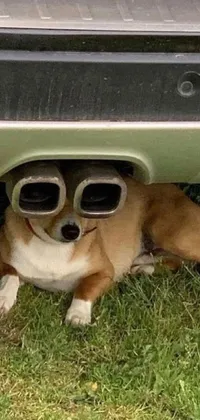 This phone live wallpaper features an adorable dog lying under a shiny car with big chrome tubes