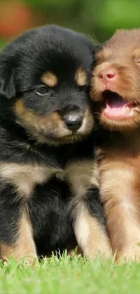 This live wallpaper features two playful puppies on a green field in 1080p high definition resolution