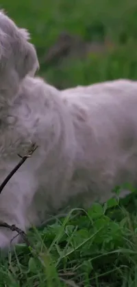 This live wallpaper showcases a beautiful white dog laying on a lush green field, surrounded by a romantic ambiance