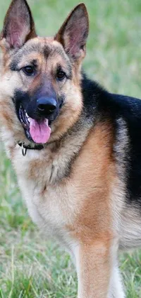 This charming live wallpaper for your phone features an endearing German Shepherd dog