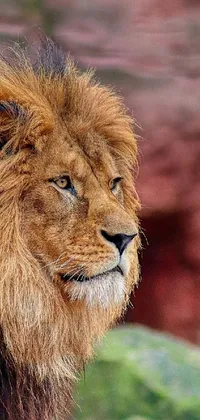 This live wallpaper showcases a close up image of a majestic lion looking straight ahead, with an elegant blur in the background