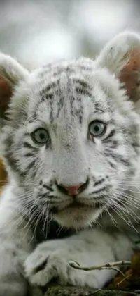 Capture the beauty of the majestic white tiger with this stunning close-up live wallpaper