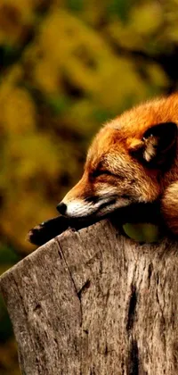 This live phone wallpaper features a serene and calming digital rendering of a red fox sleeping on a tree stump