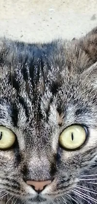 This phone live wallpaper features a close-up image of a cat laying down and facing the camera with wide-eyes, tired, and a haunted expression
