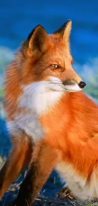 This stunning phone live wallpaper features a digital rendering of a red fox sitting on top of a beautiful and colorful grass covered field