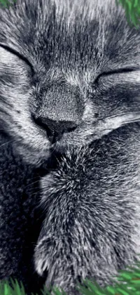 This stunning phone live wallpaper showcases a black and white photo of a sleeping cat in a stipple effect sourced from Unsplash
