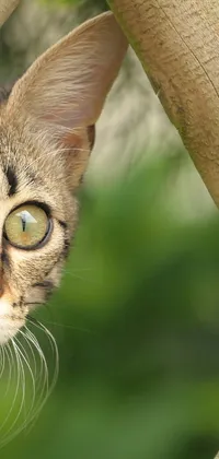 This live wallpaper showcases a stunning close-up photo of a cat with captivating green eyes