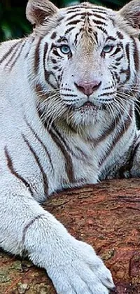 This live wallpaper features a stunning photo of a white tiger lounging atop a log in a lush forest