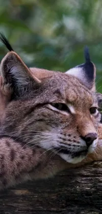 This lively phone live wallpaper features a young lynx with curved horns, lying atop a log and partially looking left and right, against a lush background of trees and foliage