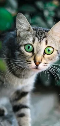 This phone live wallpaper showcases a gorgeous close-up image of a cat with captivating green eyes