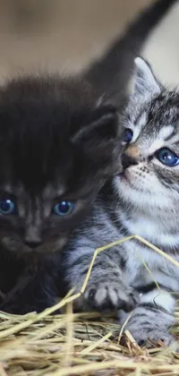 This lively phone wallpaper features two adorable kittens, set against a backdrop of hay