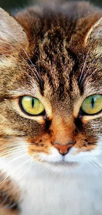This phone live wallpaper features a stunning close-up image of a sand cat with green eyes