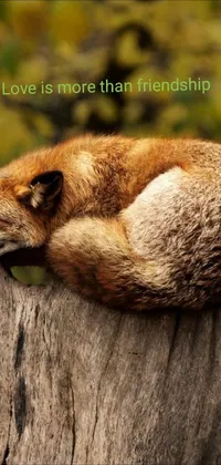 This live wallpaper showcases a serene forest scene with a sleeping brown fox atop a tree stump