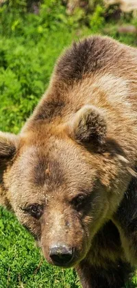This live wallpaper features a beautiful brown bear standing on a lush green field, creating a stunning contrast against its brown fur