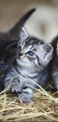 This phone wallpaper features three cute kittens sitting on a pile of hay, perfect for cat lovers
