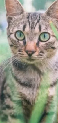 This phone live wallpaper showcases a photorealistic image of a cat sitting in green grass