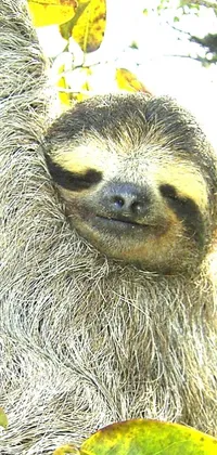 Looking for a stunning phone live wallpaper that will transport you to the depths of a lush rainforest? Look no further than this delightful image of a sloth perched atop a tree branch! This high-quality photo brings all the detail of the sloth's shiny skin and gorgeous fur to life, with oversaturated colors that really pop