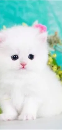 This adorable phone live wallpaper features a small white kitten sitting atop a table while being petted by a beautiful female hand