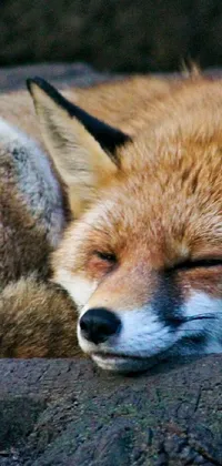 Looking for a stunning live wallpaper? Check out this image featuring a cute fox laying on a pillow and resting on the dirt